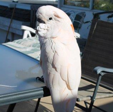 Cockatoo, parrot, companion bird, bird, rescue animal.