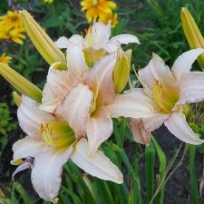 Catherine Woodbury Daylily, flower, garden show