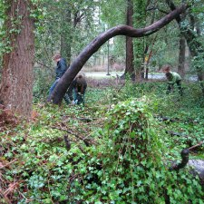 University of victoria, Ivy Removal