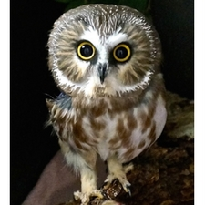 Saw Whet, owl, wildlife, event, fundraiser, family