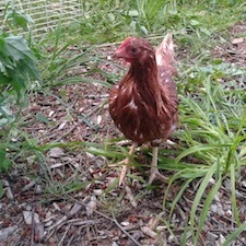 community farm, farm market, petting farm