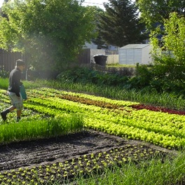 urban farming, agiculture, permaculture, spin, curtis stone, 