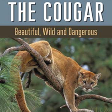 cougar, paula wild, campbell river
