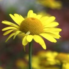 flowers, summer, garden