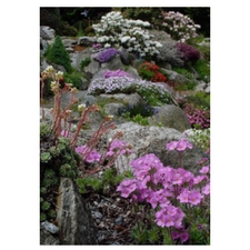 Rock, Garden, Design, Alpines