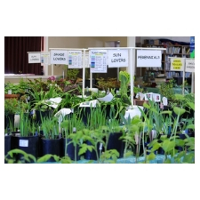 Plants, Garden, Seedlings, Perennials, Local, Pollinators, Sale