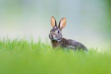 Spring fling, easter things, bunny, petting zoo, Courtenay, museum