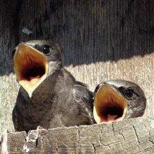 purple martin, open house, nest cam