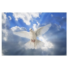 spiritual, energy healing, divine, Master Sha, holistic 