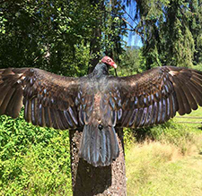 vulture, nature, birds, education, conservation, family, kids, entertainment, fundraiser