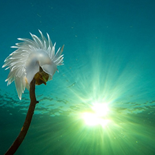 Marine conservation,underwater,photography,art,water,oceans,whales,wildlife