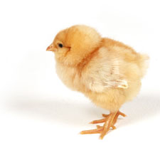 chicken, chick, hatch, easter, chirp