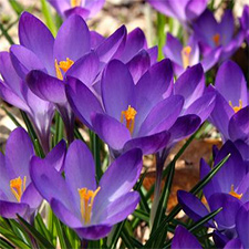 flowers, crocus, gardening
