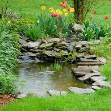 water, pond, yard