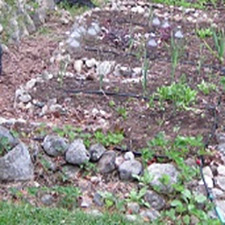 permaculture, garden, yard, landscape