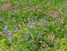 wildflowers, nature, forest