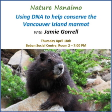 nature nanaimo, jamie gorrell, marmot, endangered species