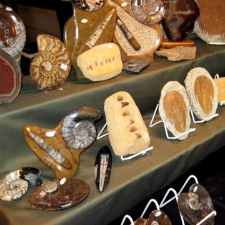 fossils crystals rock gem