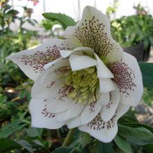 Hellebore Elegance white 