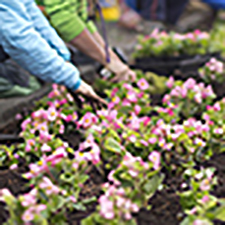 Mile, Flowers, Plant, Rotary, Volunteer