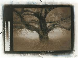 art, photography, cyanotype, pinhole, digital, analog