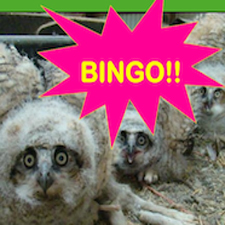Mountainaire Avian Rescue (MARS) Fund Raiser