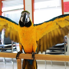 Blue and Gold Macaw, Parrot, Parrot Meeting, 
