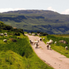 photo, salon, road, sheep