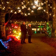 Mid Island Floral Art Club, Christmas lights,     