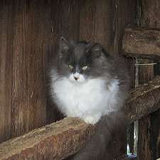 cats, garage sale, books