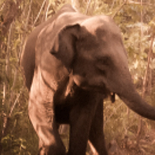 elephants, return to the forest, thailand, film, film festival, victoria film festival