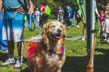 biggaydogwalk, dogs, dogwalk, gay, pride2026, victoriapridesociety, pride