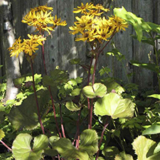 Plant, perennial,garden