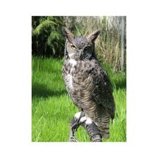 Owl, bird, large