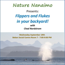 Nature Nanaimo, whales