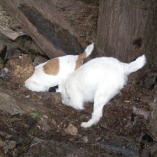 Dog, dogs,digging, dogs digging, hunting, sniffing