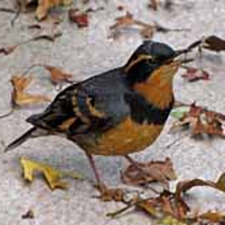 bird, wildlife