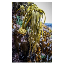 seaweed, tofino, West Coast NEST, fest, festival, kelp, 1909 Kitchen, beach, learning, event
