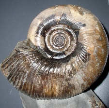 fossil, paleontology, ammonite