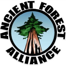 old growth, trees, forest
