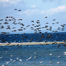 Brant geese