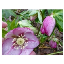 gardening, roses, perennials, shrubs, Mid-Island Rose Society