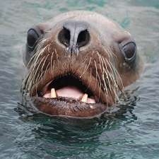 wildlife, seal, sea lion, whale, ocean, marine life, 