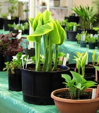 Plants, Gardening