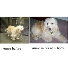 Annie before, Annie after rescue, Forever After, Rescue, Small dogs, animals, dogs