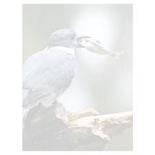 art, gallery, photography, indigenous, 