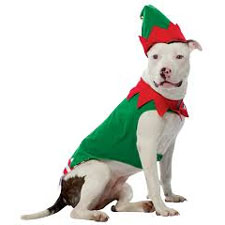 Christmas, dogs, Victoria BC, event, charity, pitbull, family event, Dallas Rd, Cook St Village, fundraiser