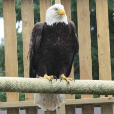north island wildlife recovery association, bird