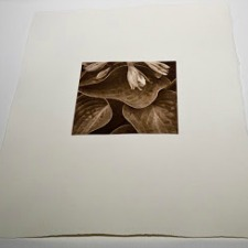 photography, solar plate, Photogravure