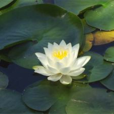 fertility, infertility, mind/body, counselling, wellness